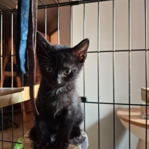 Bonny et biscotte, duo à l'adoption #1
