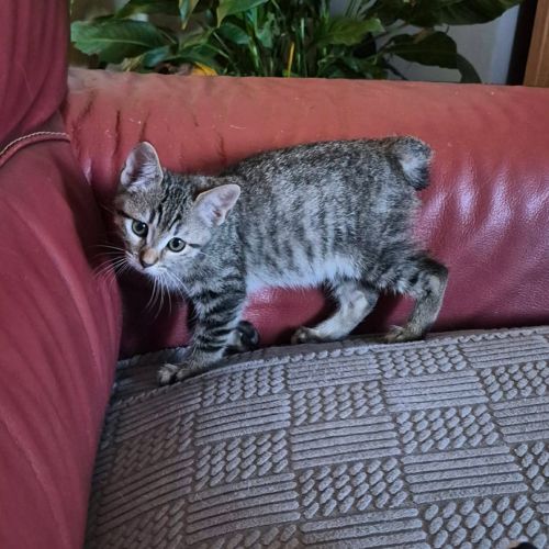 Bonny et biscotte, duo à l'adoption #2