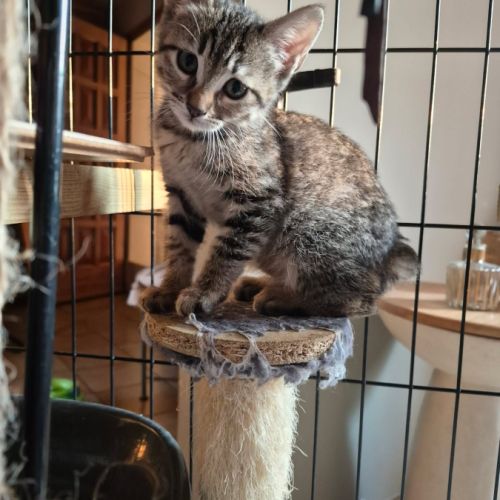 Bonny et biscotte, duo à l'adoption #4