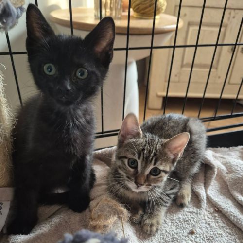 Bonny et biscotte, duo à l'adoption