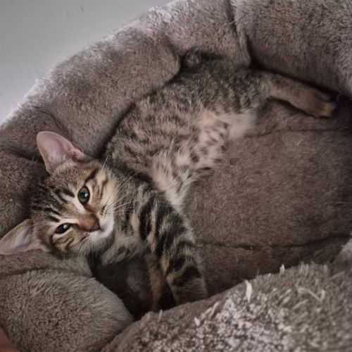 Bonny et biscotte, duo à l'adoption #7