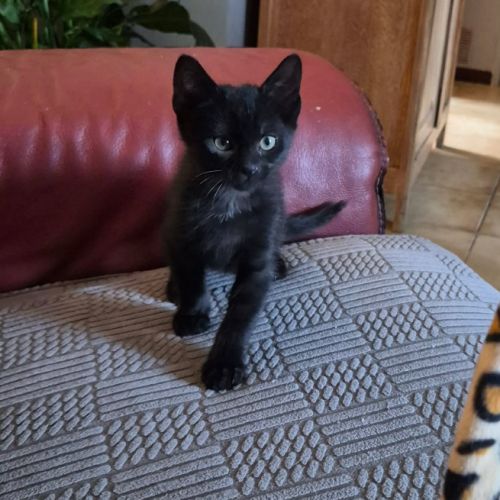 Bonny et biscotte, duo à l'adoption #8