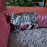 Bonny et biscotte, duo à l'adoption #2