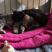 Bonny et biscotte, duo à l'adoption #3