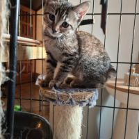 Bonny et biscotte, duo à l'adoption #4
