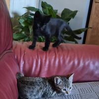 Bonny et biscotte, duo à l'adoption #5