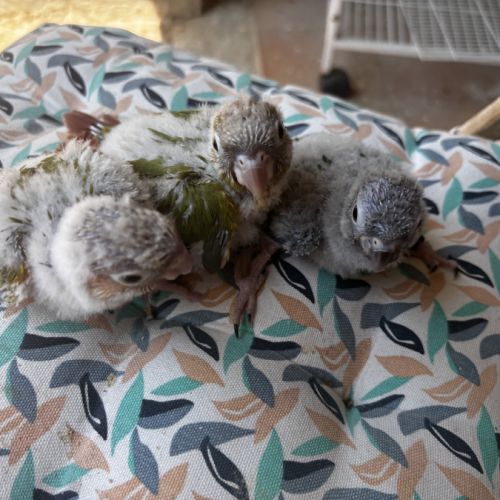 Conure eam #3