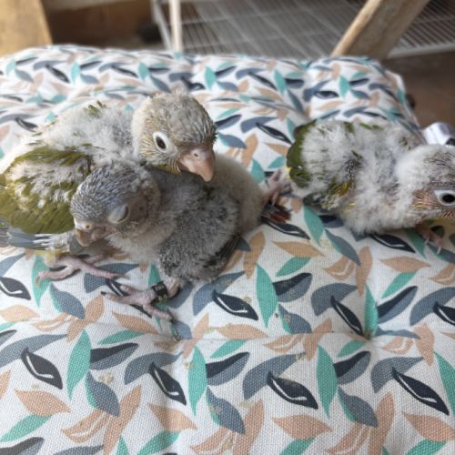 Conure eam #6