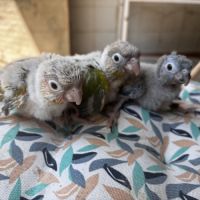 Conure eam #2