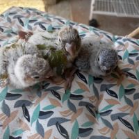 Conure eam #3