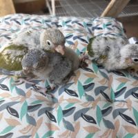 Conure eam #6