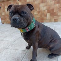 Donne staffie 1an1/2 petite princesse