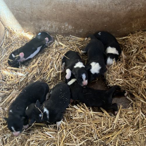 Chiot border collie