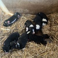 Chiot border collie #0
