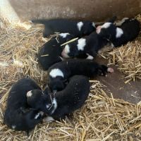 Chiot border collie #2