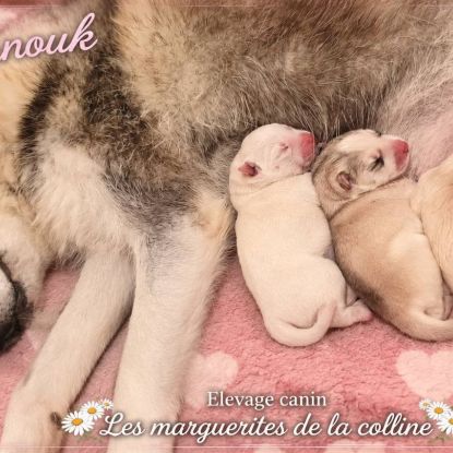 Chiots husky de sibérie à réserver.
