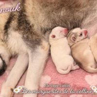 Chiots husky de sibérie à réserver. #0