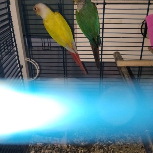 Conure molinae #0