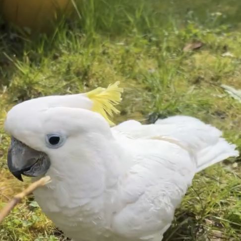 Cacatoès  blanc d’australie huppé jaune éléonora #2