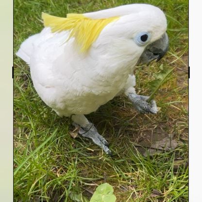 Cacatoès  blanc d’australie huppé jaune éléonora