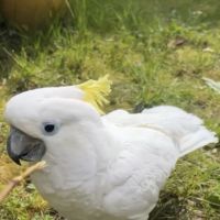Cacatoès  blanc d’australie huppé jaune éléonora #2