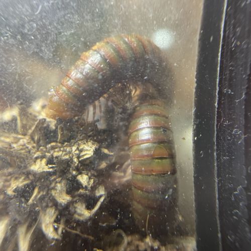 Spirostreptus sp 1 (tanzanie)