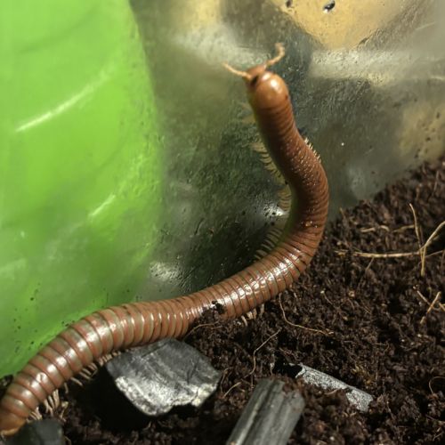 Spirostreptus sp 1 (tanzanie) #2