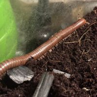 Spirostreptus sp 1 (tanzanie) #3