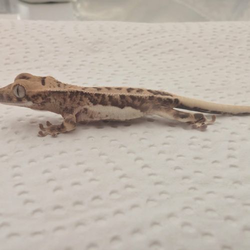 Gecko à crête lilly white