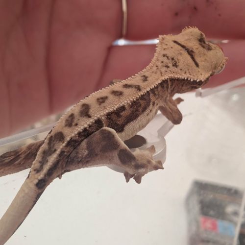 Gecko à crête lilly white #2