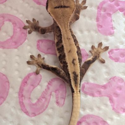Gecko à crête lilly white #2