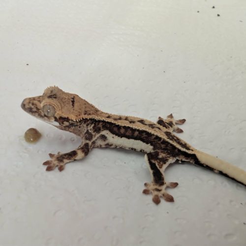 Gecko à crête lilly white #1