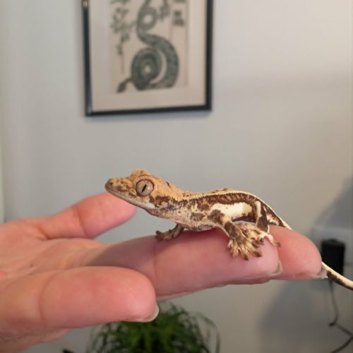Gecko à crête lilly white