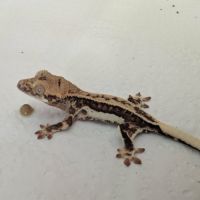 Gecko à crête lilly white #1
