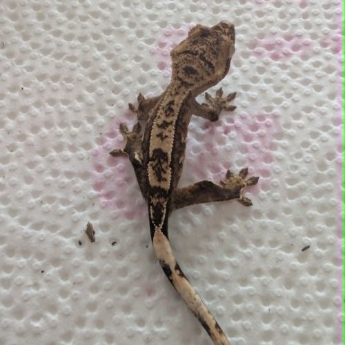 Gecko à crête