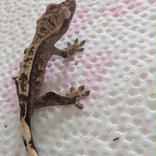 Gecko à crête #2