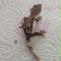 Gecko à crête