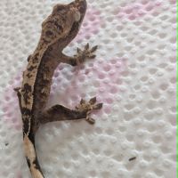 Gecko à crête #2