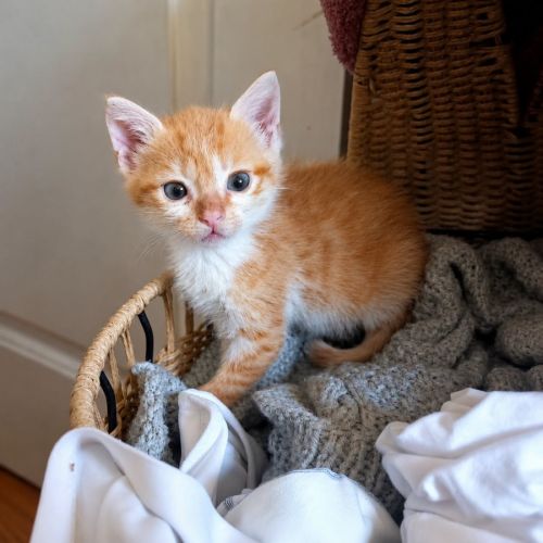 Chaton buzz
