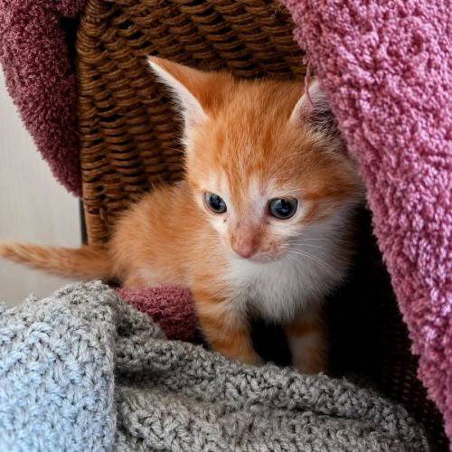Chaton buzz #2