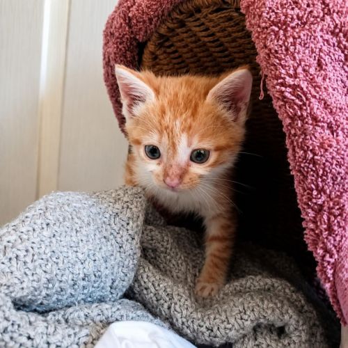 Chaton buzz #3