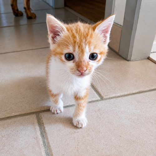 Chaton buzz #4