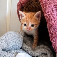 Chaton buzz #3