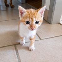 Chaton buzz #4