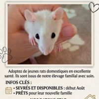 Deux adorable ratons ( adoption en duo )