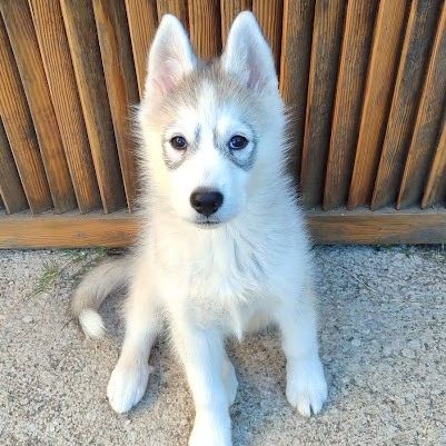 Hurley, chiot croisé husky 3mois #1