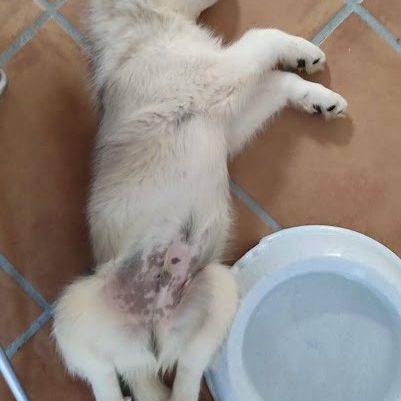 Hurley, chiot croisé husky 3mois #2