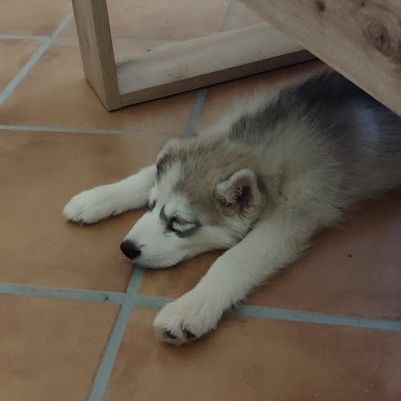 Hurley, chiot croisé husky 3mois #3