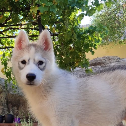 Hurley, chiot croisé husky 3mois #4