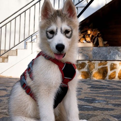 Hurley, chiot croisé husky 3mois